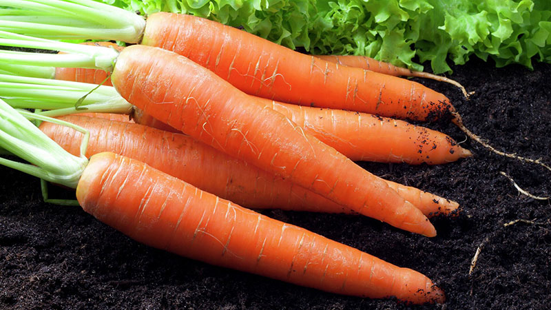 Морквина
